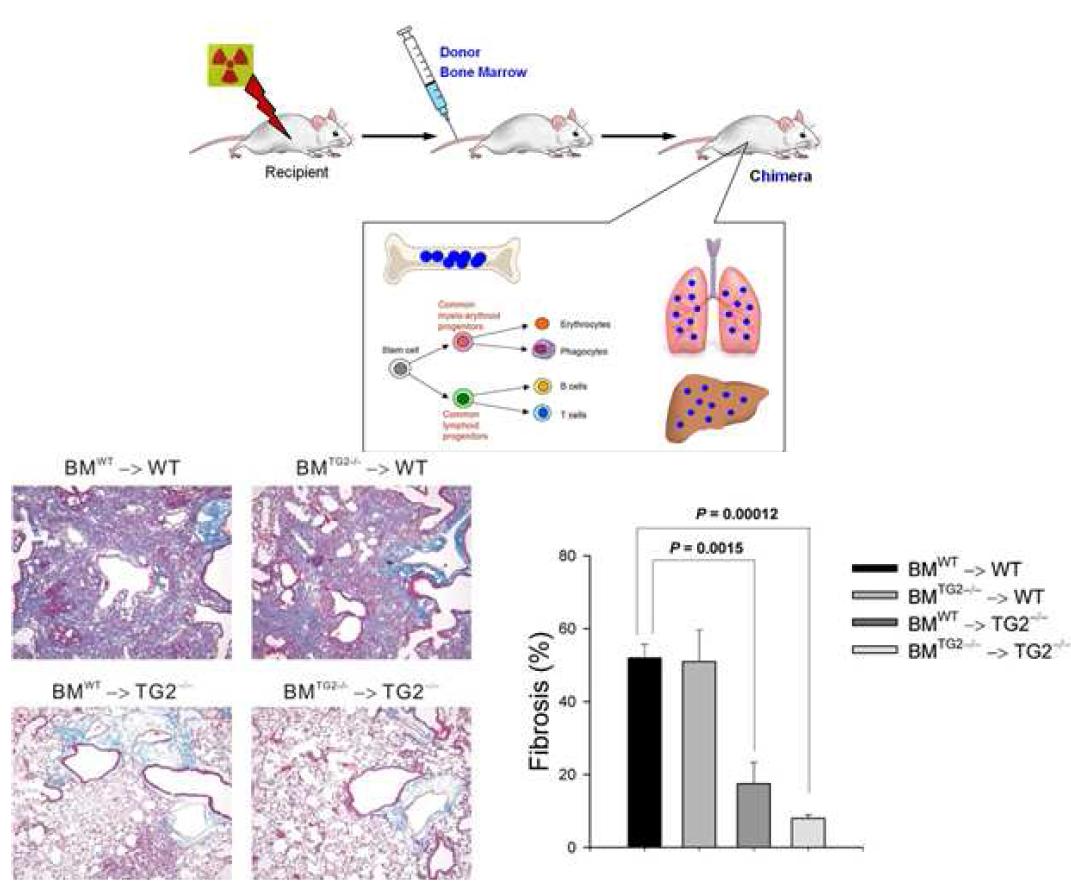 Bone marrow chimera study evaluating the critical role of epithelial TGase 2 in BLM-induced lung inflammation and fibrosis