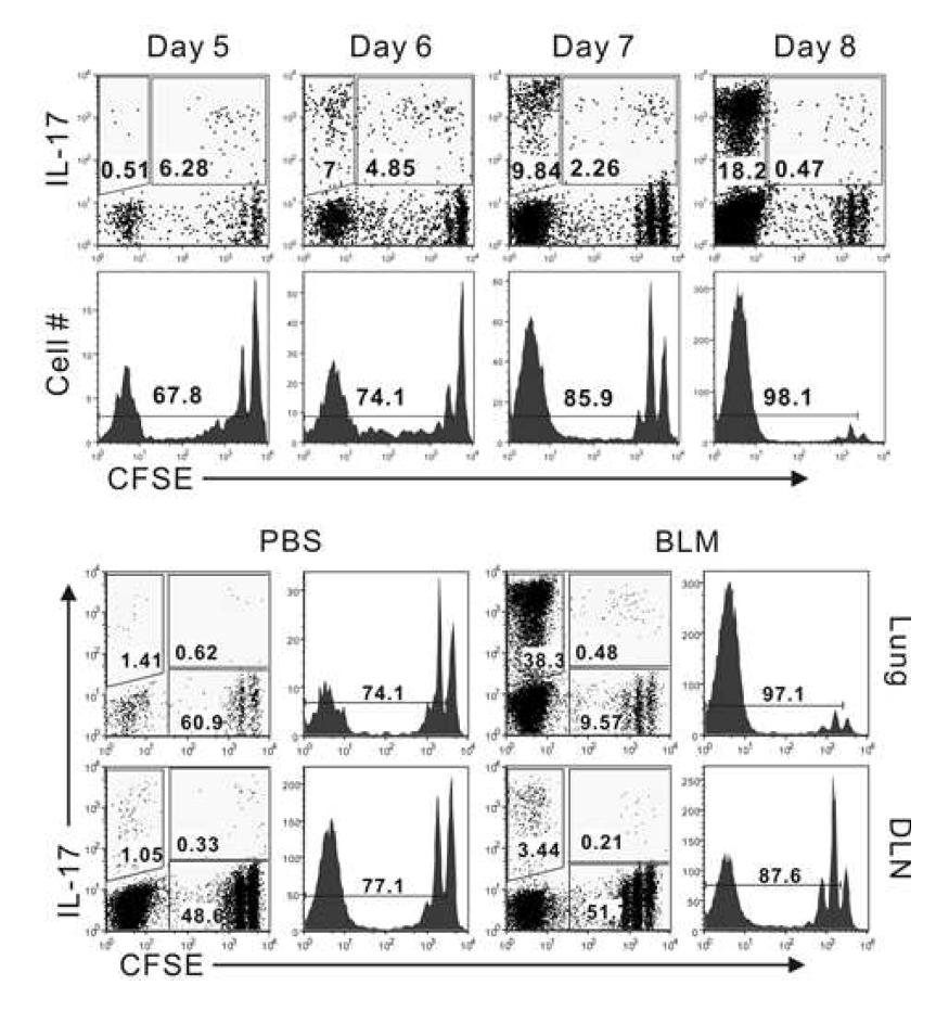 Proliferation and differentiation of naive CD4+ T cells in the lung