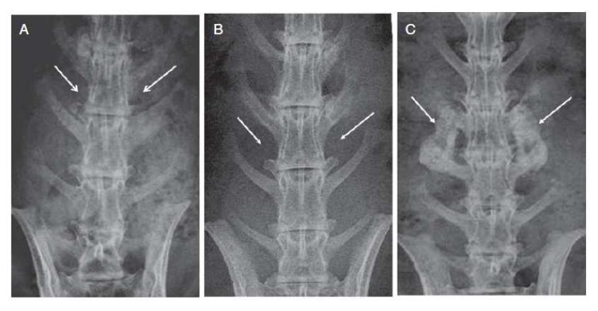 X-ray 분석 결과 (A) 대조구 그룹 (B) Fibrin-BMP2 그룹 (C) HCF-BMP2 그룹