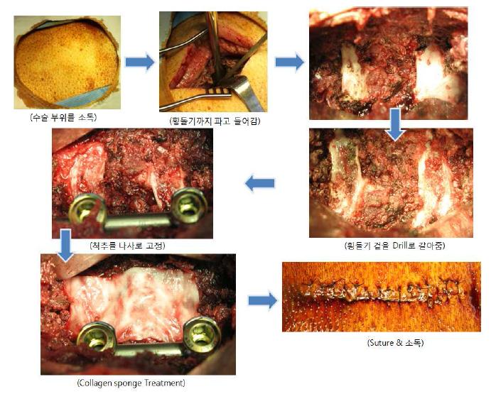 Mini-pig의 척추 유합술 수행