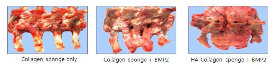 Gross appearance 분석결과