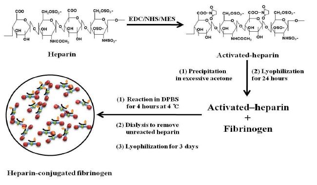 헤파린이 결합된 피브리노젠의 제조방법
