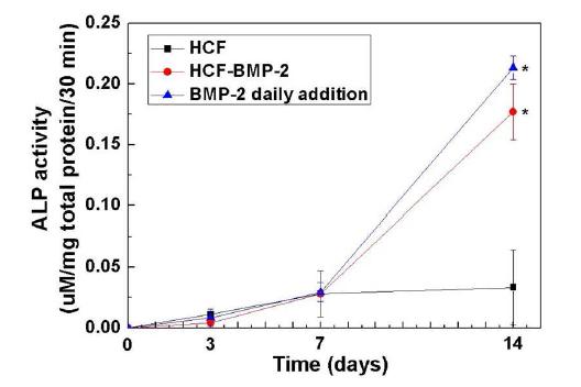 In vitro 에서의 BMP-2 단백질 방출에 따른 세포 활성도. (* P < 0.001 HCF 그룹과비교하여)