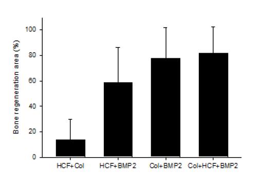 조직학 뼈 재생면적 정량. Col+BMP- 2 그룹과 Col+HCF+BMP- 2 그룹간 통계적 차이는 없음.