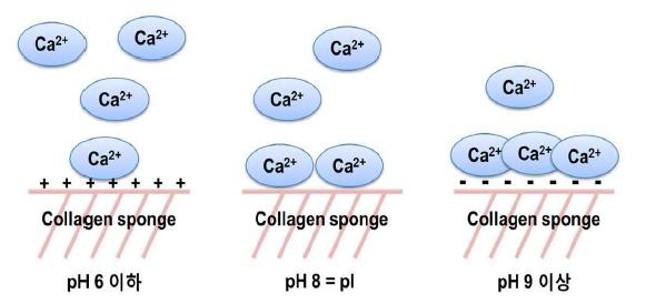 모사체액의 pH를 콜라겐의 등전점인 8 이상으로 조절하여 콜라젠 스캐폴드 표면에아파타이트 코팅을 최적화하는 방법.
