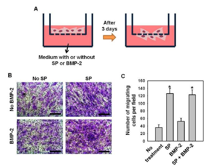 SP에 의해 유도된 골수유래 줄기세포의 이동. (A) Transwell assay의 원리 모식도 (B) SP혹은 BMP-2 처리 3일 후 아래쪽으로 이동한 줄기세포를 crystal violet을 이용 염색 한 사진. Scale bar=100μm. (C) 각 군당 이동한 세포수 (관찰면적당 세포수). *p<0.05, SP 를 처리하지 않은 군 대비.