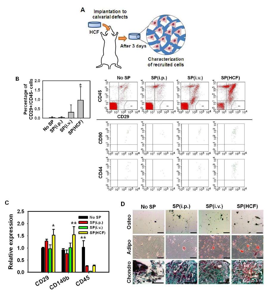 In vivo 상에서 SP 전달 방법이 줄기세포의 손상부위로의 이동에 미치는 영향과 SP 에 의해 HCF로 유입된 세포의 특징과 분화능 평가.