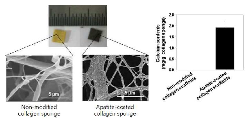 non- modified 콜라젠 스폰지와 아파타이트가 코팅된 콜라젠 스폰지의 비교.