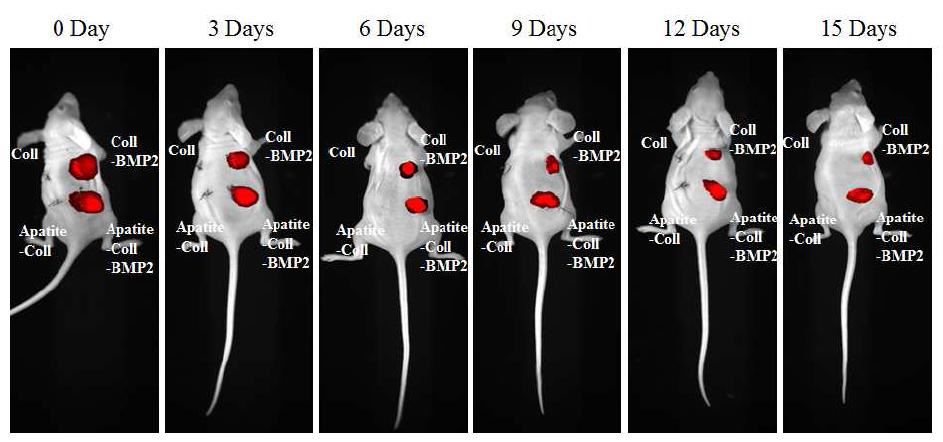 콜라젠 스폰지와 아파타이트가 코팅된 콜라젠 스폰지로부터 in vivo (마우스) BMP- 2 (5 μg initial loading) 방출 거동.