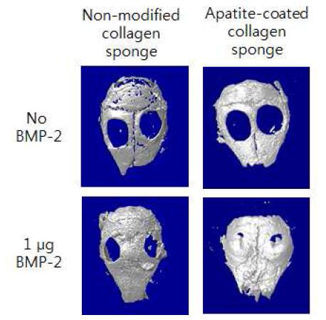 콜라젠 스폰지와 아파타이트가 코팅된 콜라젠 스폰지를 이용하여 BMP- 2를 마우스두개골 결손부위에 전달하여 재생된 뼈. Micro- CT 사진. 2개월.