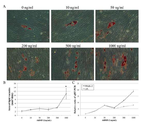 rhBMP-2의 adipogenic differentiation