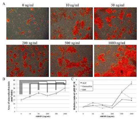 rhBMP-2의 osteogenic differentiation