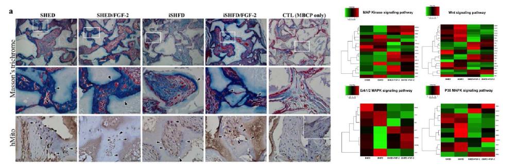 SHED와 iSHFD 모두 FGF 처치에 의해 조직 재생이 증가되었음. DNA microarray를 통하여 osteogenic differentiation과 관련된 Wnt pathway, ERK 1/2 pathway 등의 signal down-regulation이 확인되었음.