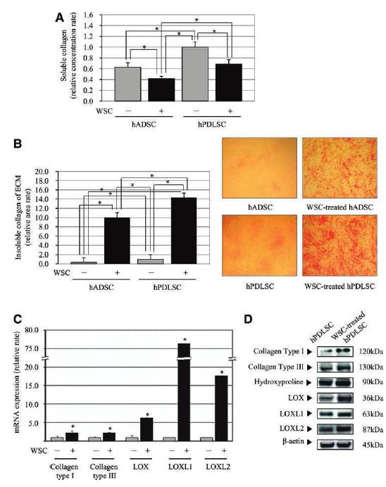 hPDLSC의 collagen 재생 기전