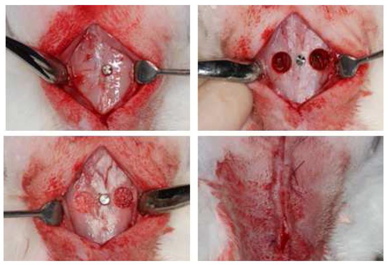 Rabbit Sinus grafting model을 이용한 본 연구의 실험 순서도