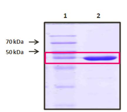 과발현 후 정제한 MME2 단백질 확인 결과