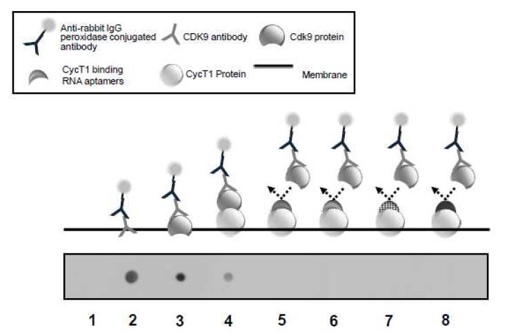 도트 블로팅을 이용한 CycT1 결합 RNA 앱타머 후보군의 CycT1와 Cdk9의 결합 저해