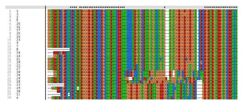 Clustal-X 프로그램을 이용한 point mutation 확인