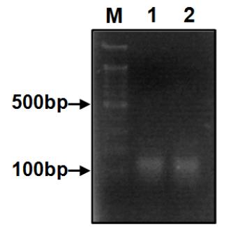 PCR을 통한 랜덤 DNA 앱타머풀의 제작