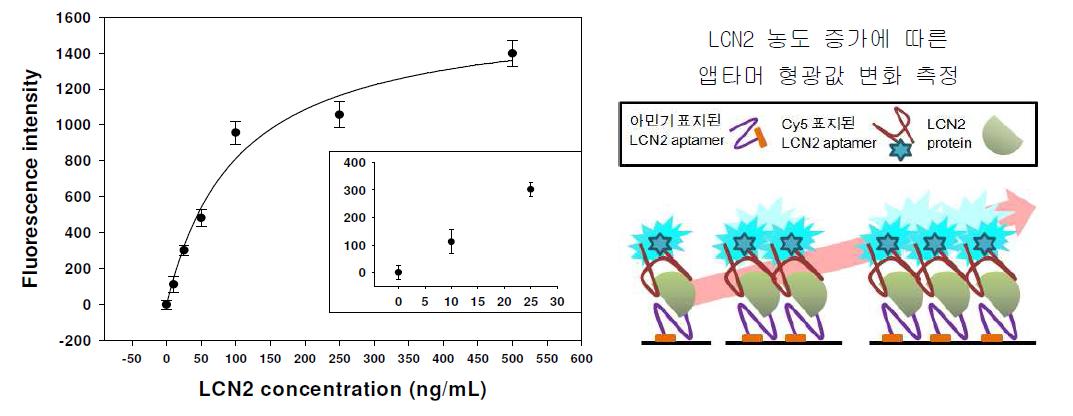 LCN2 농도에 따른 LCN2 특이결합 앱타머의 결합 모식도 및 결과