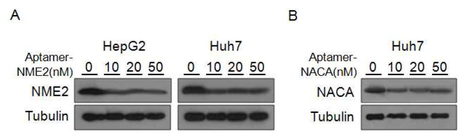 2세부 과제에서 제작한 앱타머를 간세포암 세포에 처리하여 표적하는 단백질 발현 저해