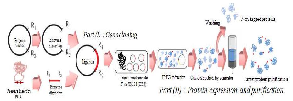Cloning 및 과발현을 통한 간암 바이오마커 단백질 확보
