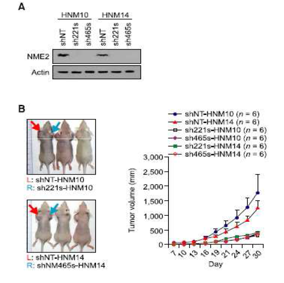 Inhibition of tumorigenicity by knockdown of NM23-H2.