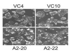 Morphological changes of the Cho-CK cells stably expressing EphA2, less adherent and refractile.