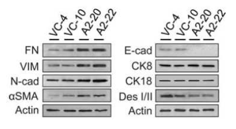 EphA2 regulation of the EMT marker proteins.