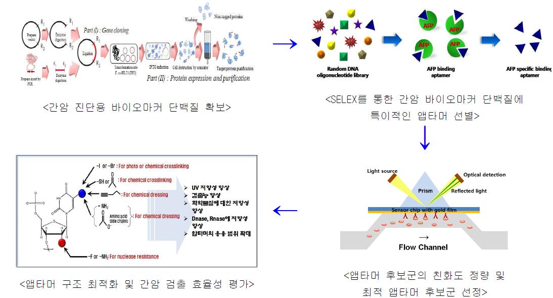 간암 진단용 앱타머 개발의 흐름도