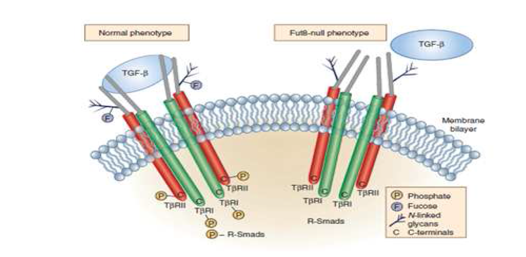 FUT8에 의한 TGFβ receptor modulation.