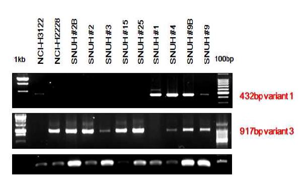 RT- PCR 방법을 통해서 fusion 된 EML4- ALK 다양한 형태를 발현하는 것을 확인.