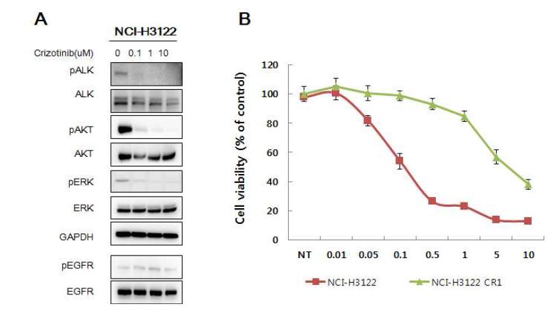 세포주에서 crizotinib의 기능 확인.