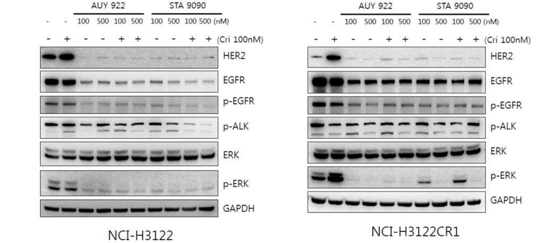 Crizotinib- sensitive or - resistant 세포주에서 HSP90억제제에 대한 effector molecule의 활성화변화 확인.