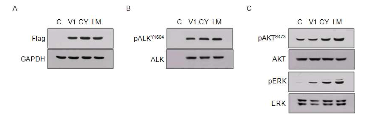 EML4- ALK 및 돌연변이 과발현에 의한 HEK293T 세포에서의 cell signaling의 변화.