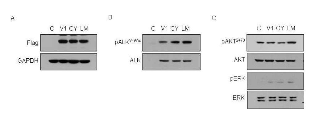 EML4- ALK Variant1 및 돌연변이 과발현에 의한 A549 세포에서의 cell signaling의 변화.
