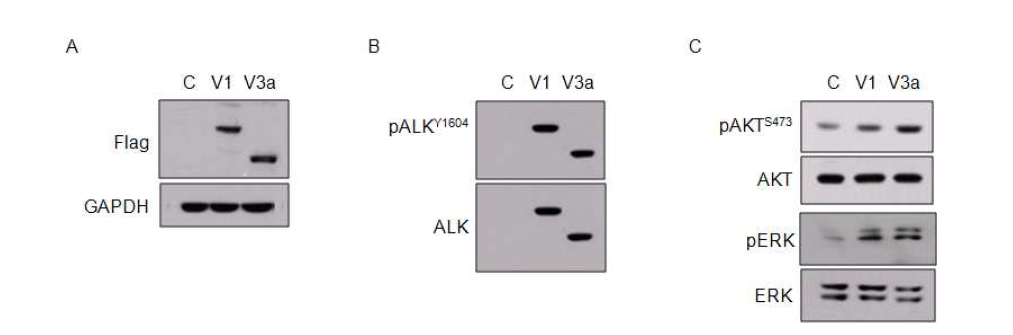 EML4- ALK variant1 (V1) 및 variant 3a (V3a) 과발현에 의한 cell signaling pathway의 변화.