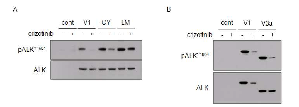 Crizotinib 처리에 따른 ALK의 활성정도.