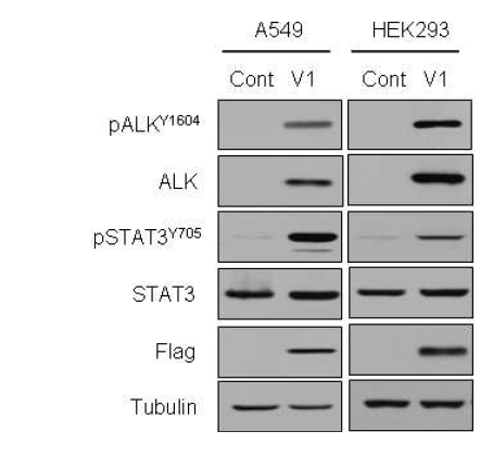 A549 및 HEK293 세포주에서의 EML4- ALK fusion 유전자 발현 확인 및 downstream signaling 활 성 확인.
