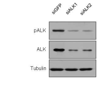 H3122 세포주에서의 EML4- ALK fusion 유전 자 knockdown 확인.