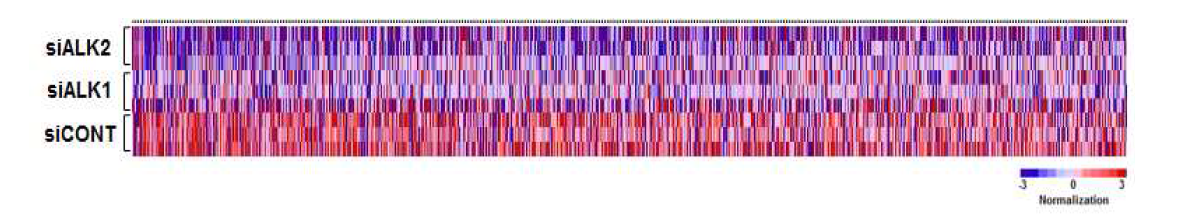 Heatmap. Hierachical clustering 을 통하여 ALK knockdown후 up 또는 down 되는 gene을 분석