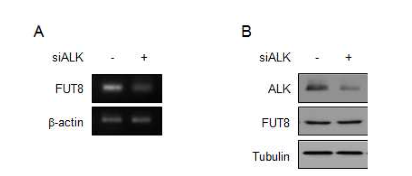 H3122 세포주에서 ALK knockdown에 따른 FUT8의 mRNA, protein level 변화 확인.