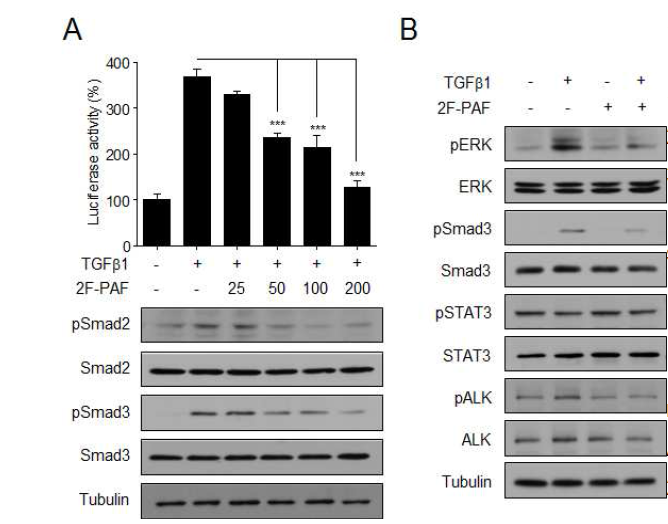 2F- PAF에 의한 TGFβ1 signal의 억제.