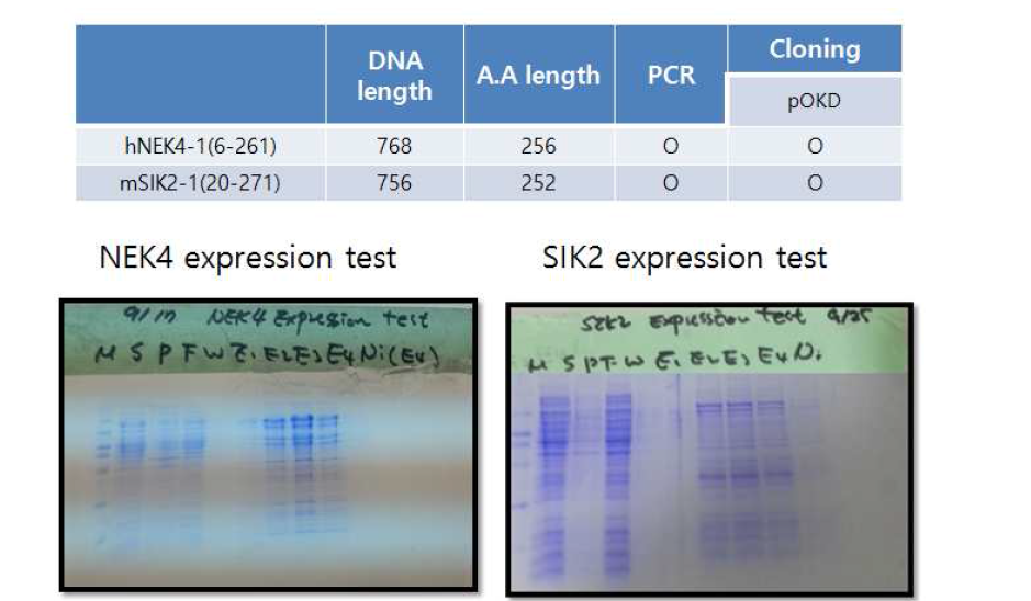NEK4와 SIK2 재조합 단백질의 과발현 테스트 실험