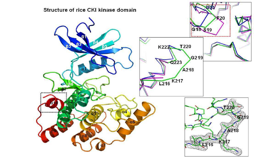 Rice CKI domain의 구조
