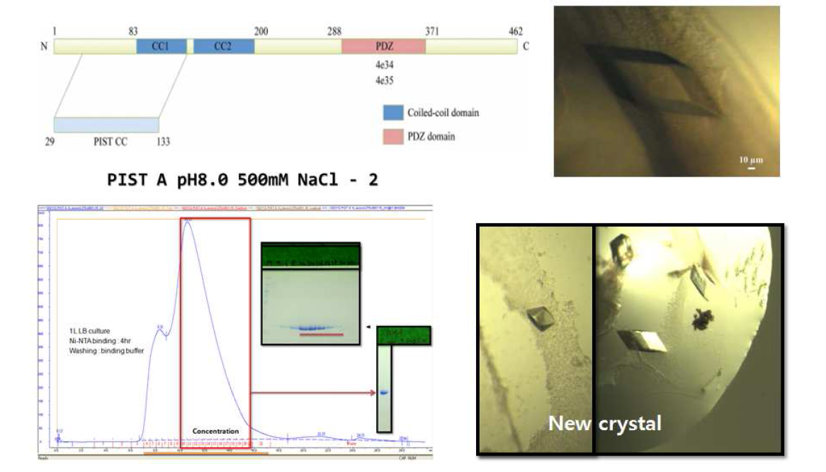 PIST의 coiled coil 도메인의 정제 및 PIST CC 단백질의 결정 사진