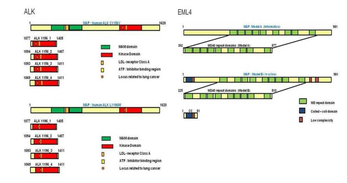 A. 156번, 1196번 아미노산의 변이가 있는 ALK를 박테리아용 발현벡터에 클로닝한 단백질 범위 B. EML4는 bioinformatic database와 in silico modeling을 활용하여 단백질 발현 범위를 설계함