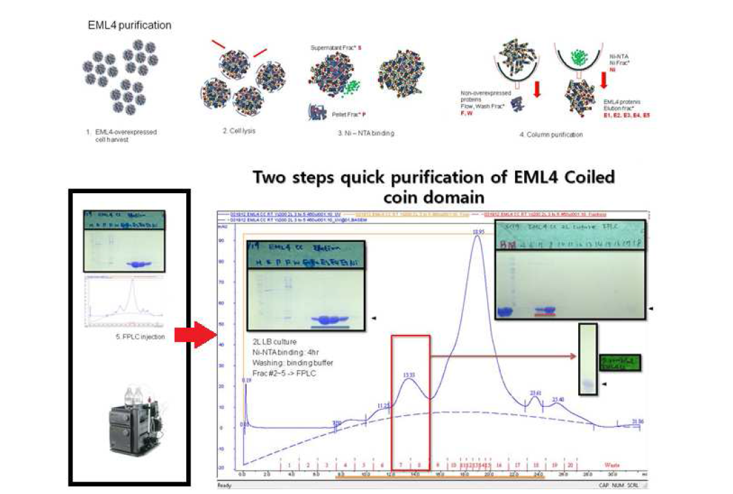 EML4 CC의 정제과정 모식도 및 quick 2 step chromatography