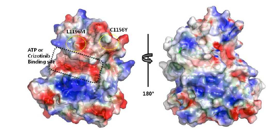 Crizotinib 내성 ALK kinase 돌연변이 3차 구조 모델 및 내성 메커 니즘 예측