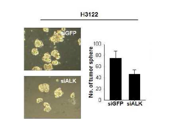 ALK 발현을 감소시킨후 시험관내 종양 형성능 확인.